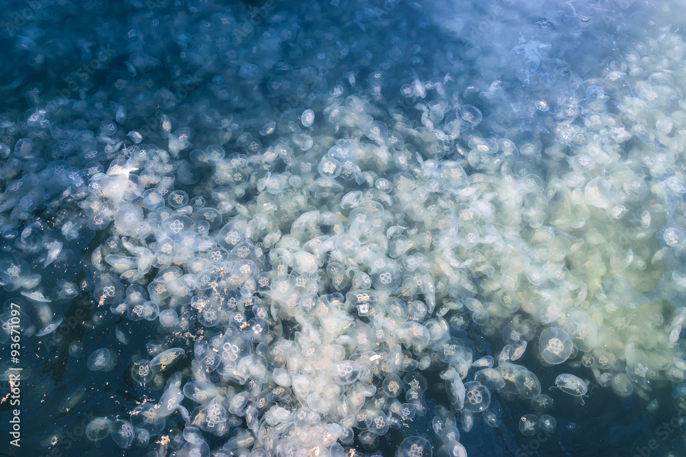 Obraz premium Large accumulation of jellyfish Aurelia in polluted water.