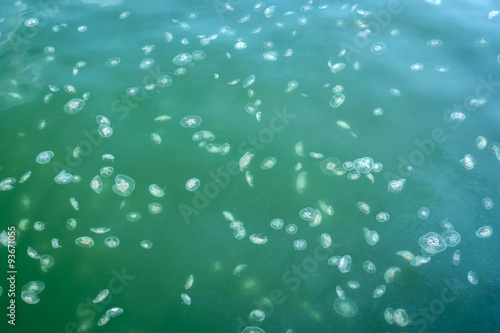 Large accumulation of jellyfish Aurelia in polluted water.