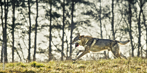 Wolfdog on the meadow