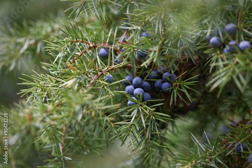 Juniper branch with berries photo