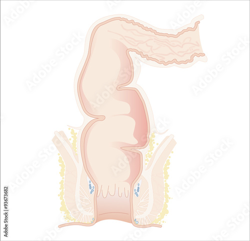 Colon