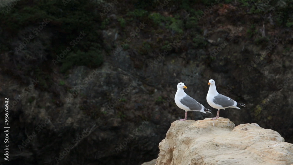 Two seagull birds looking same direction Pacific Ocean perch HD 5686 Two seagull birds looking same direction Pacific Ocean perch HD 5686