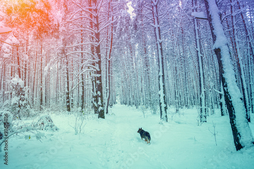 Dog running in the winter forest