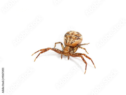 Crab spider - Xysticus cristatus on white background