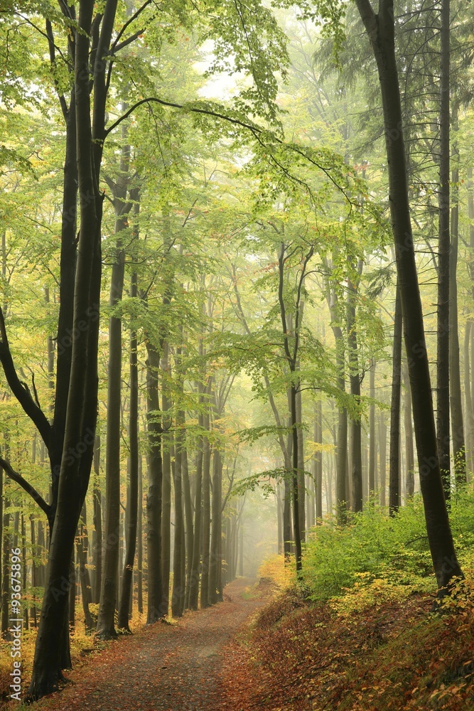 Autumn beech forest with mist in the distance Autumn beech forest with mist in the distance