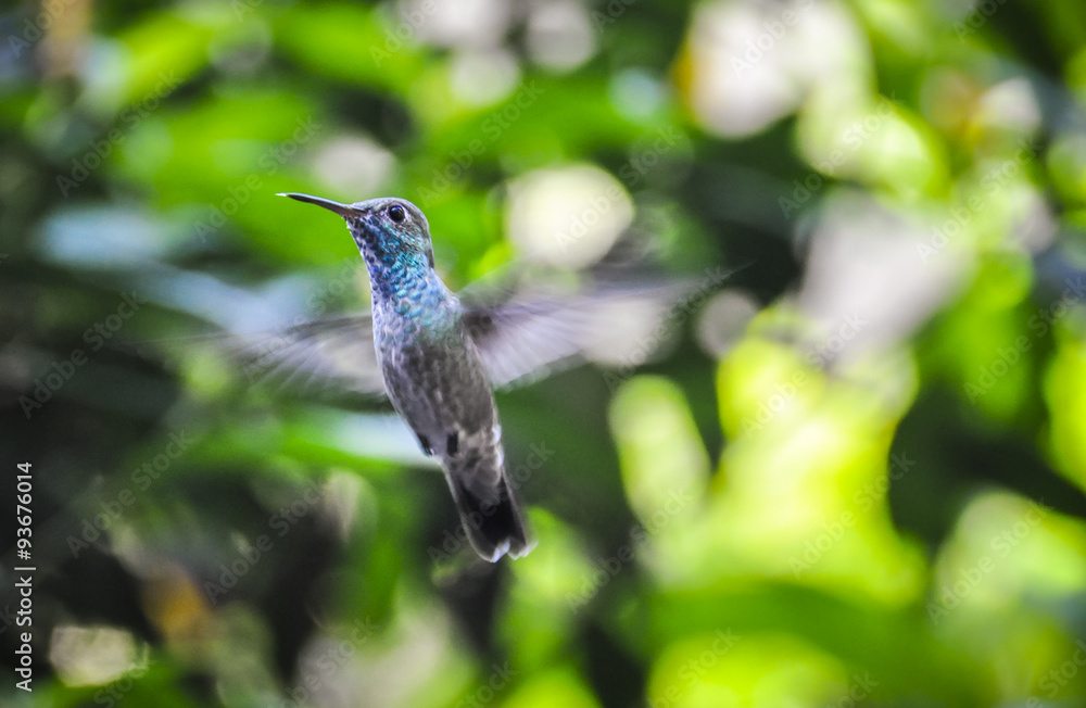 Fototapeta premium Hummingbird at Iguazu Falls, Brazil