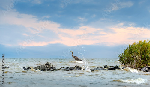 Great Blue Heron standing on jetty with water splashing