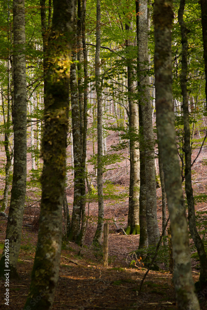 Naklejka premium forest background