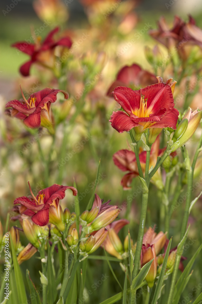 Fototapeta premium Day lilies on flowerbed