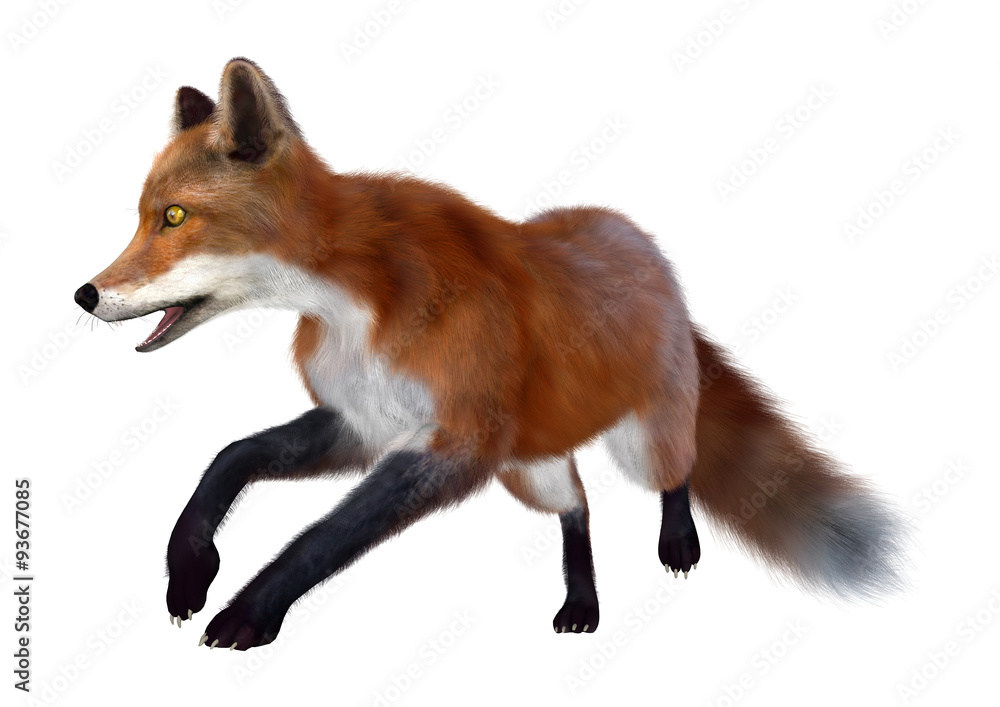 Fototapeta premium Red Fox