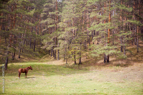 лошади в лесу в горах