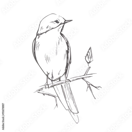 Bird pencil grey sketch vector illustration