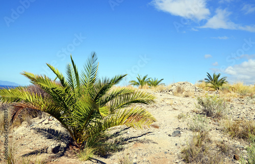 Fototapeta Naklejka Na Ścianę i Meble -  Green palm trees against blue sky in Tenerife.