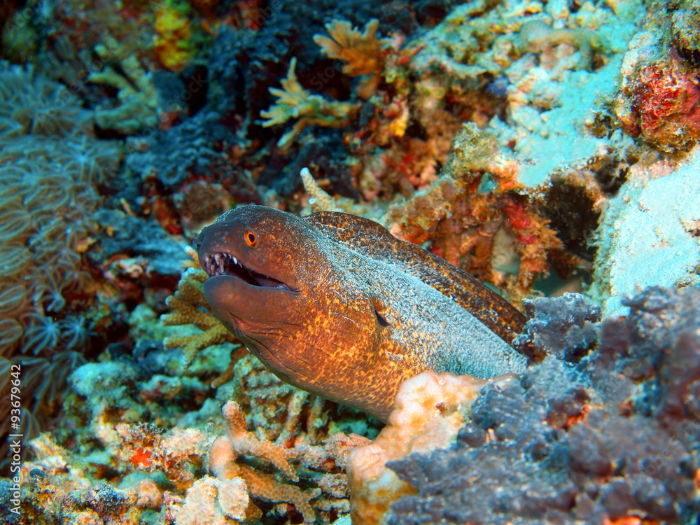 Moray eel, Island Bali Moray eel, Island Bali
