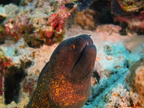 Moray eel  Island Bali