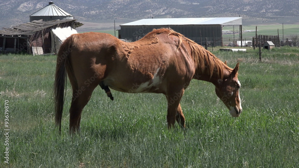 Farm field sway back horse grazing 4K 044 Farm field sway back horse grazing 4K 044