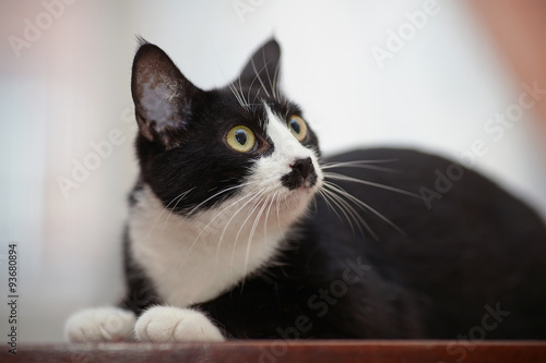 Portrait of a black and white domestic cat © Azaliya (Elya Vatel)