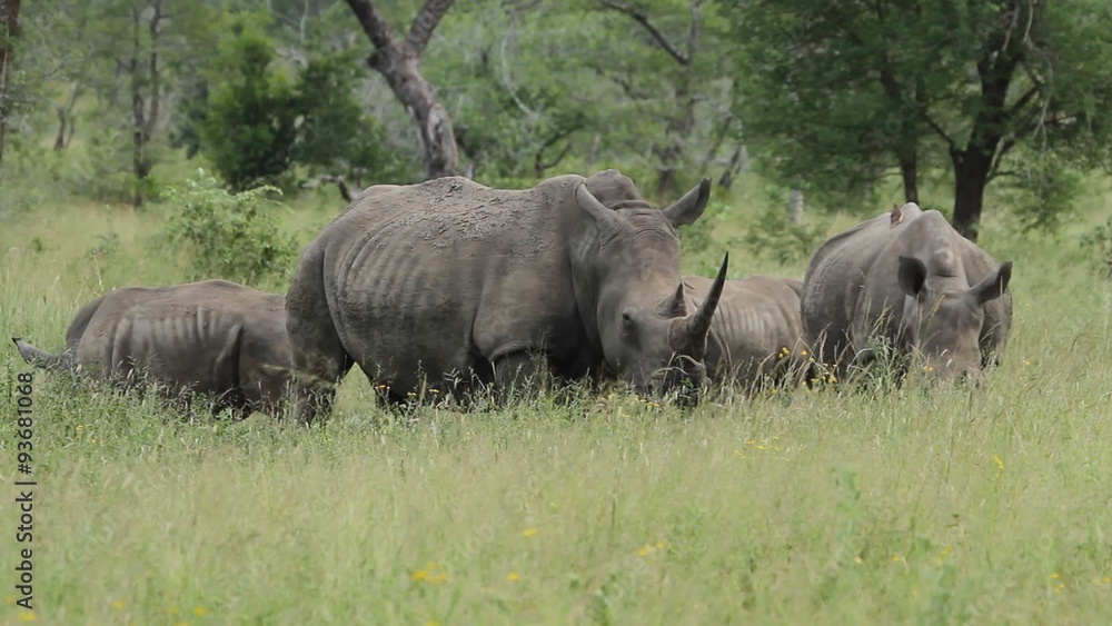 Female rhinoceros with two young calves and a sub adult rhino grazing in green grass of the African wilderness Female rhinoceros with two young calves and a sub adult rhino grazing in green grass of the African wilderness