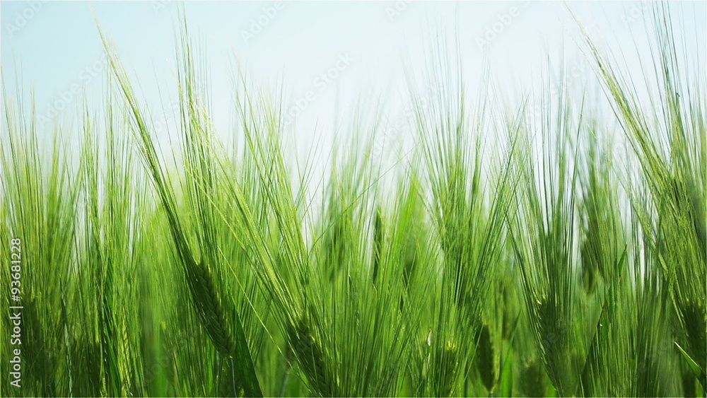 Swinging Blades of Green Barley Illuminated by the Morning Sun. In the Background is the Clear Skies.
Swinging Blades of Green Barley Illuminated by the Morning Sun. In the Background is the Clear Skies.