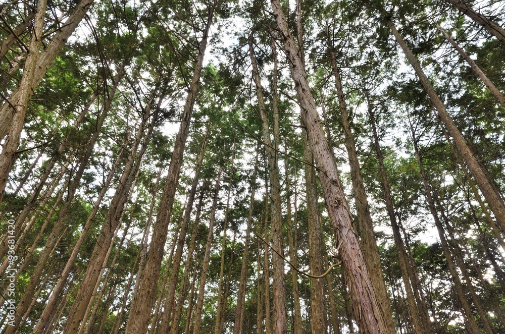 Fototapeta premium 杉林