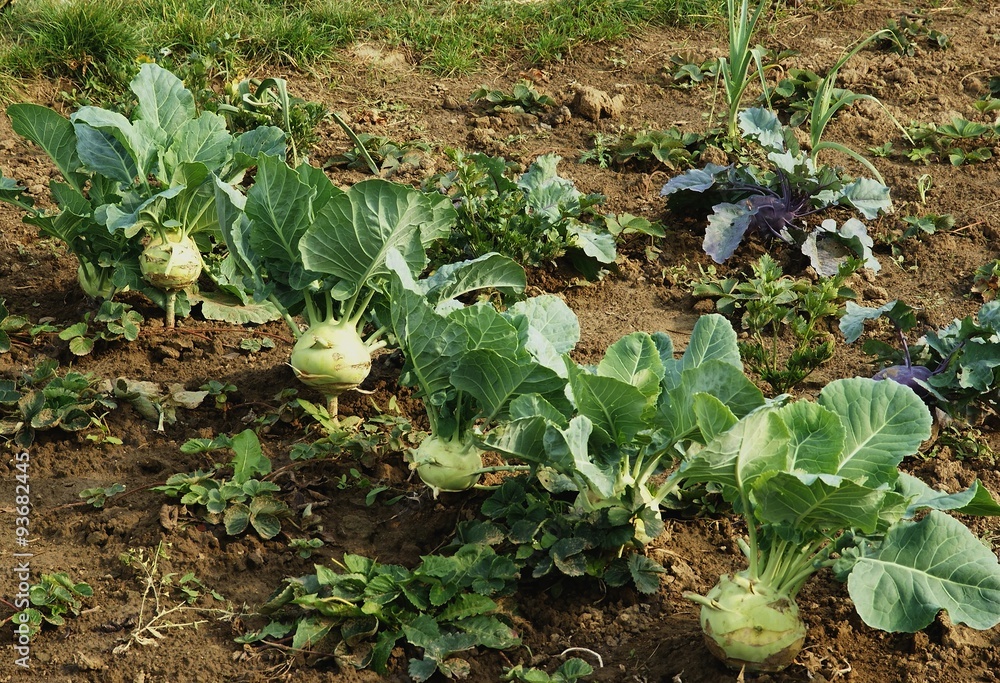 Naklejka premium kohlrabbies growing in a garden on bed