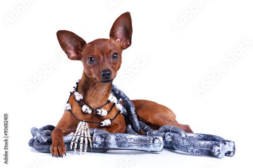 Собака породы Русский той и декорации к Хэллоуину, кандалы, бусы с черепами