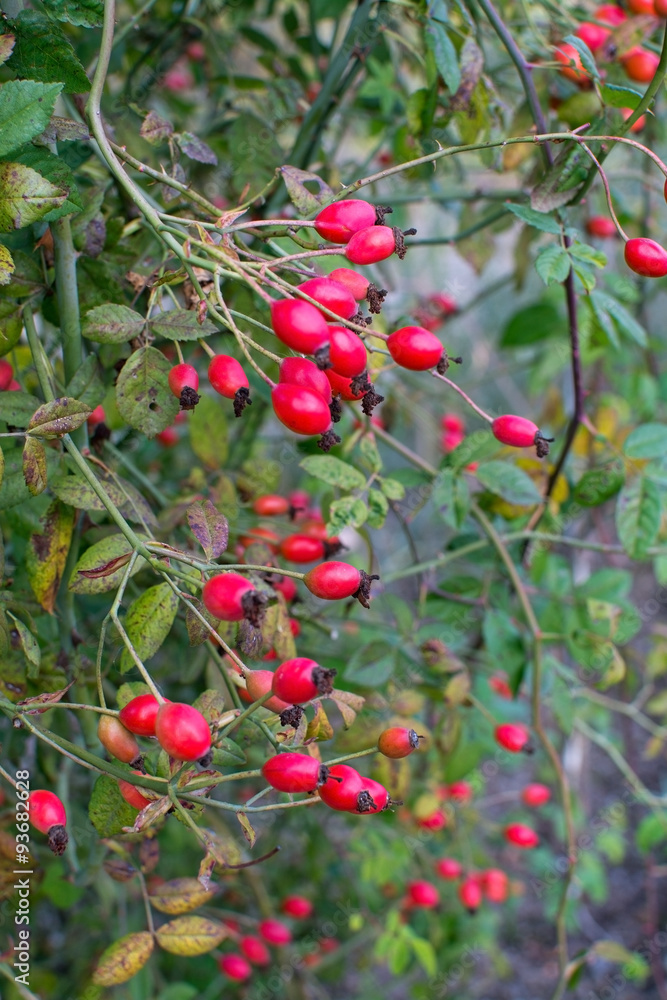 Red hiprose berries Red hiprose berries
