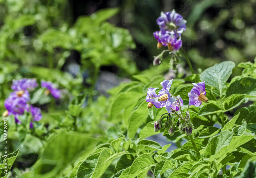 Purple flowers blooming summer potatoes Purple flowers blooming summer potatoes