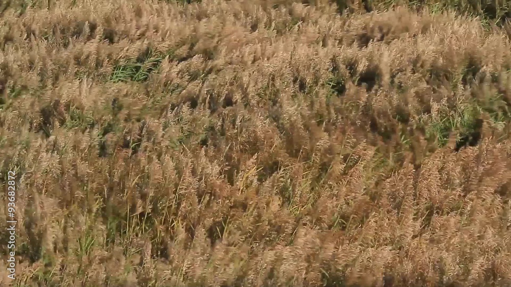 Reed waving in a heavy storm