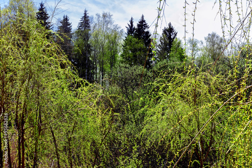 Green willow in spring day
