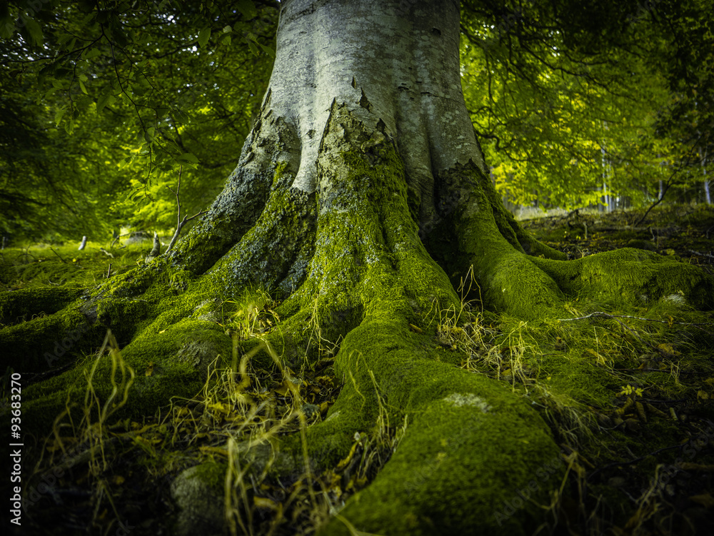 Fototapeta premium Korzenie Drzew W Lesie