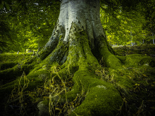 Fototapete Bäume Verflochtene Baumwurzeln im Waldboden  © Mr Doomits