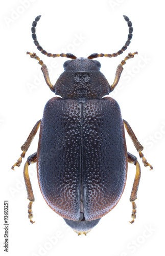 Beetle Lochmaea crataegi