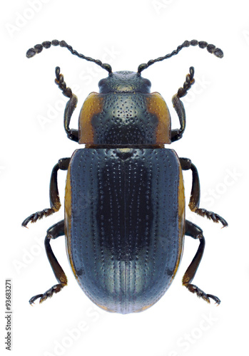 Beetle Hydrothassa marginella