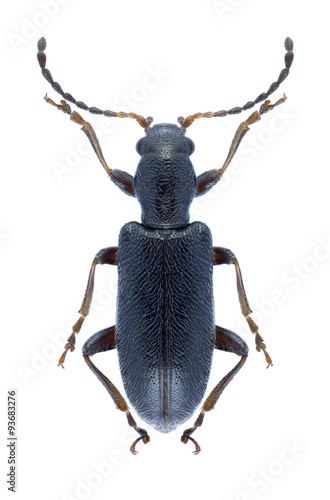 Beetle Orsodacne lineola