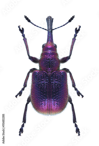 Beetle Rhynchites bacchus photo