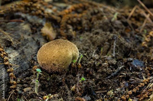 Obraz na płótnie Lycoperdon perlatum.
Small mushroom growing in the forest floor. w salonie