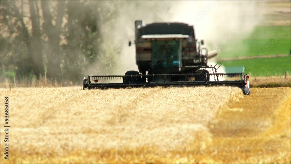 A combine harvester cutting wheat near Joseph, Oregon, 4K Ultra HD A combine harvester cutting wheat near Joseph, Oregon, 4K Ultra HD