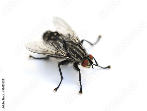 Common housefly Musca domestica isolated on white background photo