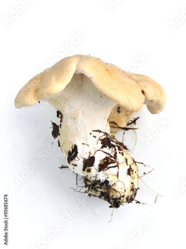 Hedgehog mushroom Hydnum repandum isolated on white background