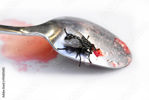 Common housefly Musca domestica on a spoon