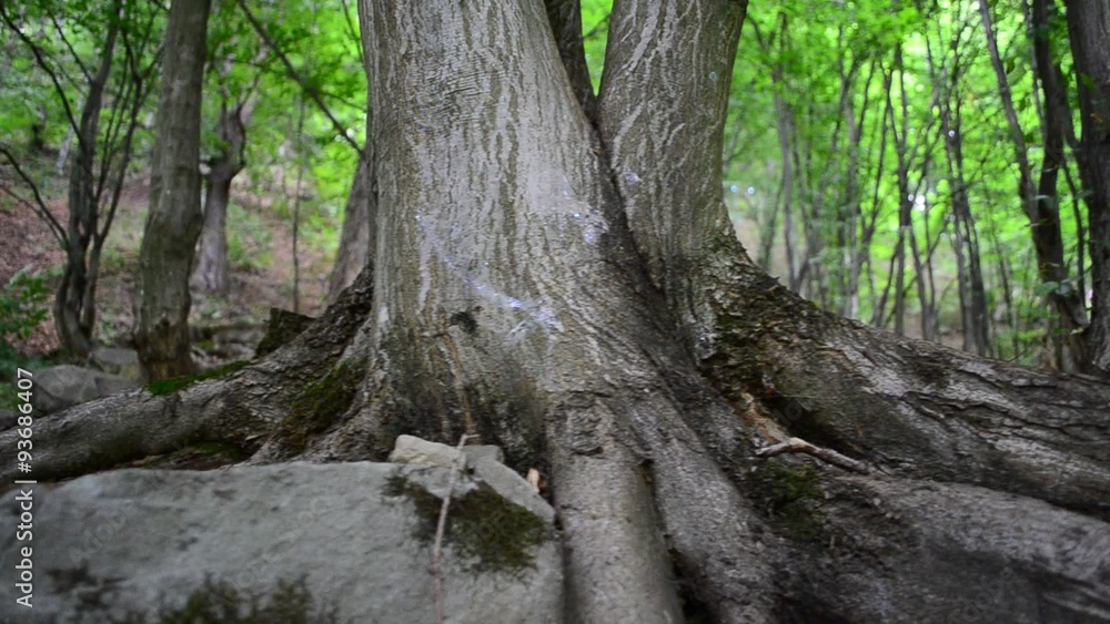 Trees in the wood Trees in the wood