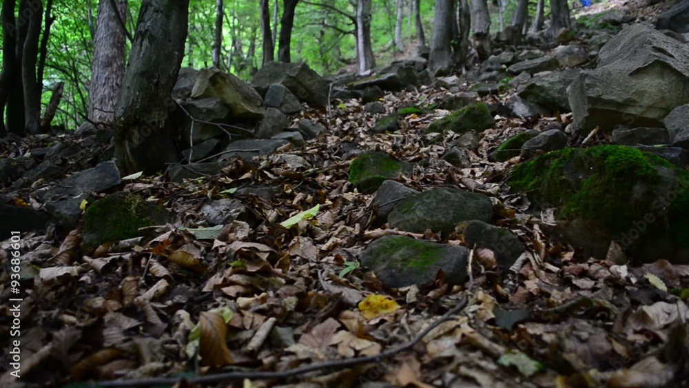 The wood in mountains The wood in mountains
