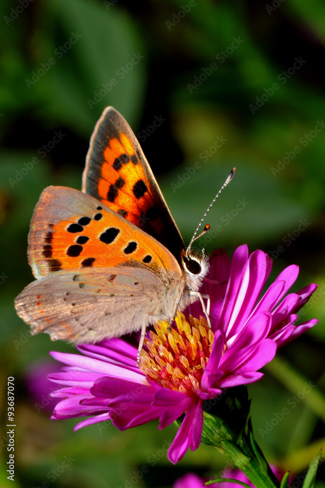 Obraz premium Kleiner Feuerfalter