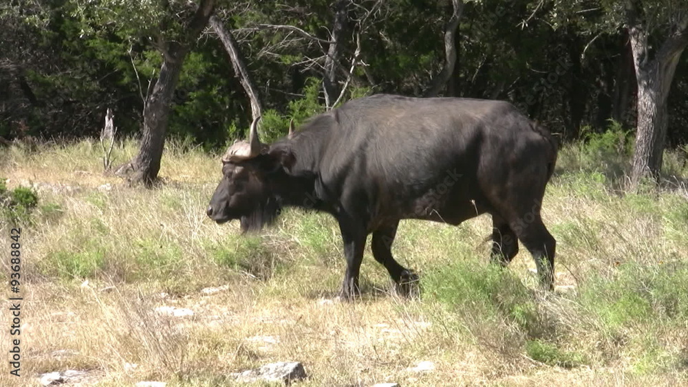 Cape Buffalo walking tracking HD Cape Buffalo walking tracking HD