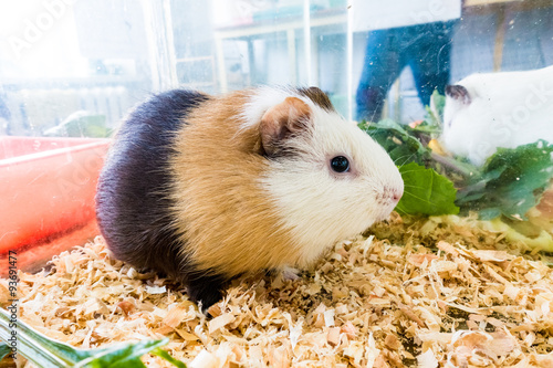 Guinea pig (Cavia porcellus) is a popular household pet. photo