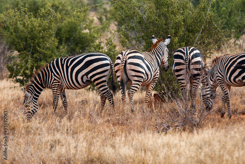 Zebras in Tsavo East National Park  Kenya