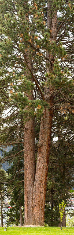 pine tree pine tree