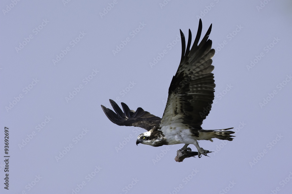 Obraz premium Osprey with fish in claw flying in the sky