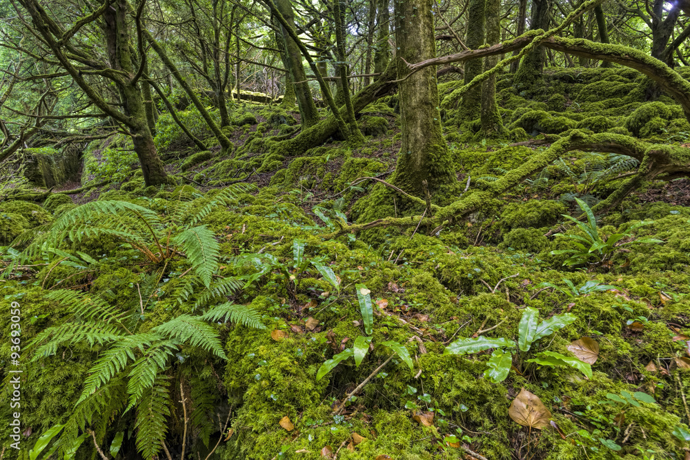 Irland Killarney Urwald Irland Killarney Urwald